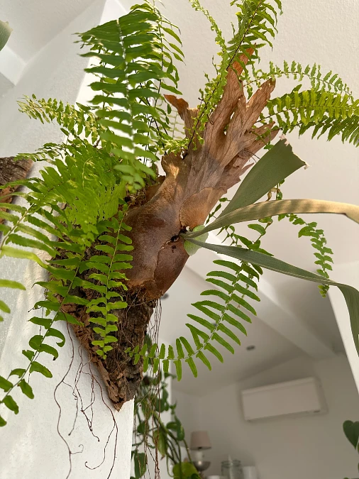 Staghorn Fern