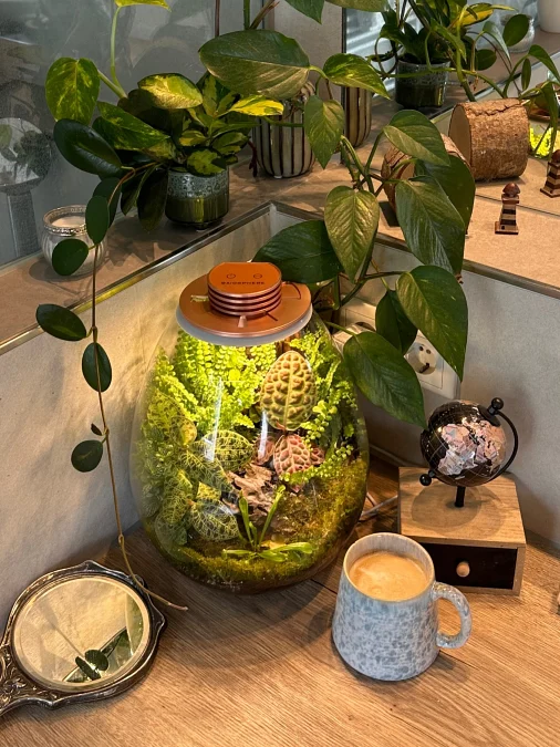 Fittonia Terrarium Garden