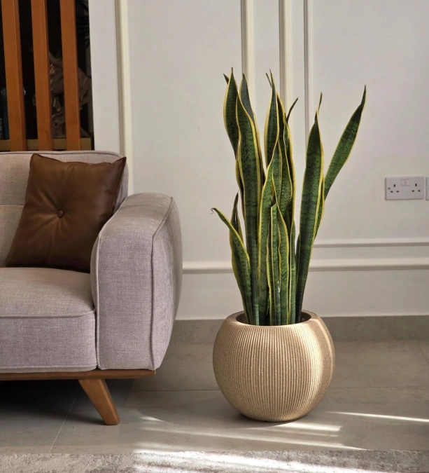 Snake Plant