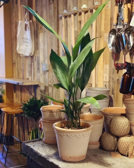 Cast Iron Plant