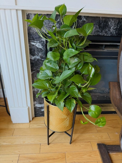 Pothos Vine
