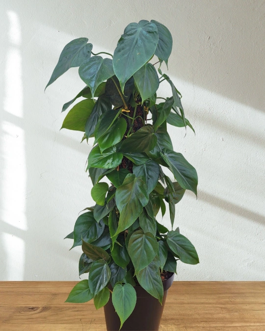 Heartleaf Philodendron