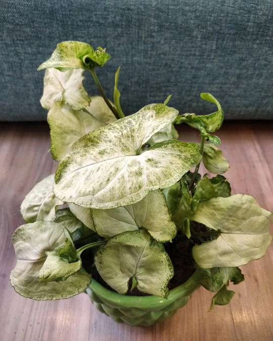 Arrowhead Vine