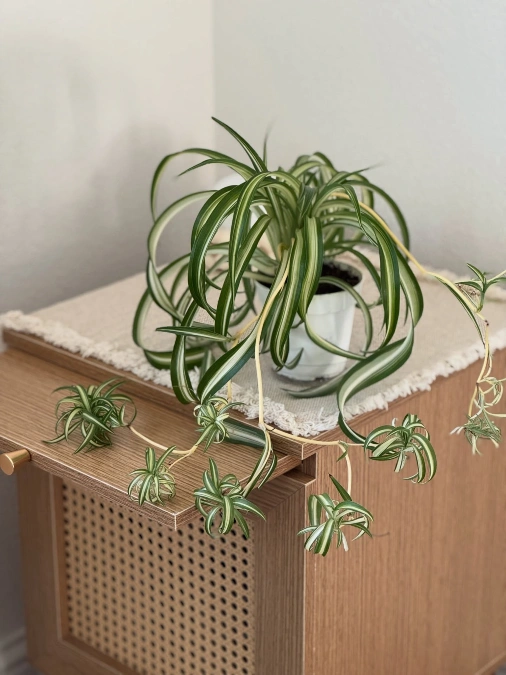 Spider Plant
