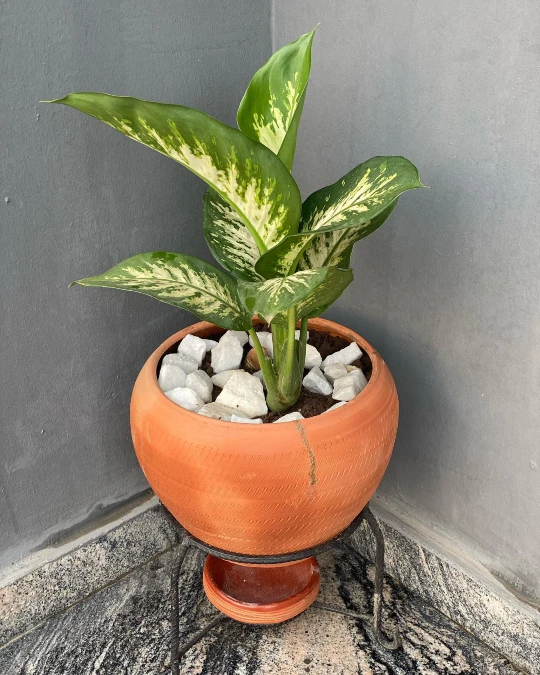 Dumb Cane