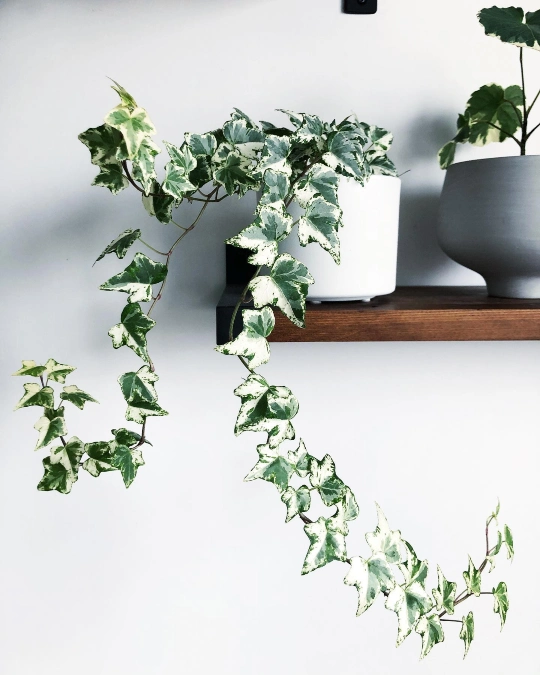 English Ivy