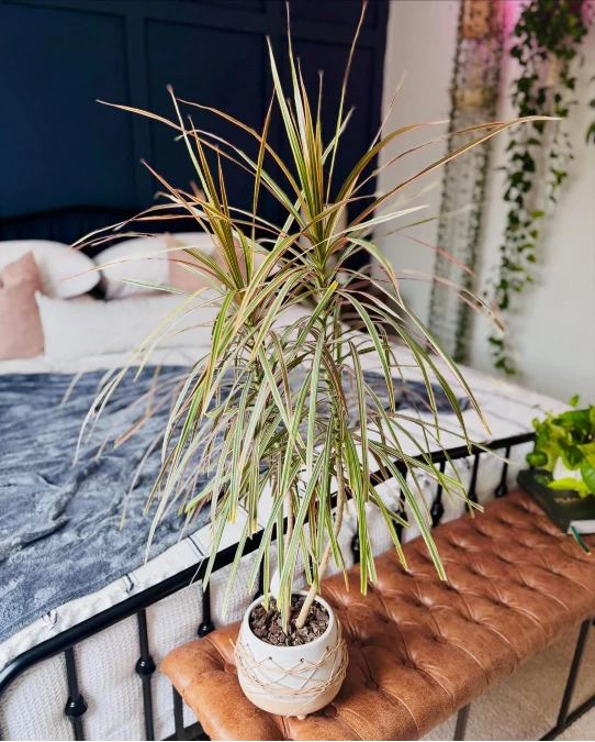 Dragon Tree