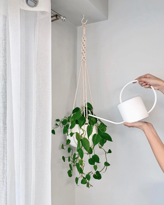 Heartleaf Philodendron